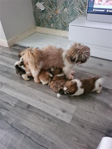 $500 : Shih Tzu Puppies Available image 1