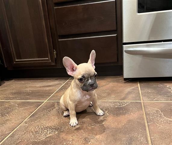 $350 : Frenchie Baby For Sale image 3