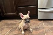 $350 : Frenchie Baby For Sale thumbnail