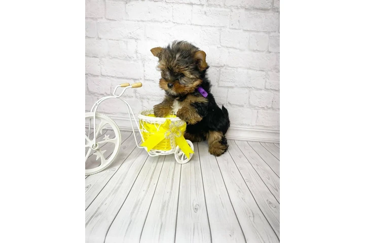 $350 : Teacup Yorkie puppy for sale image 1