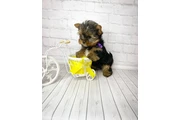 Teacup Yorkie puppy for sale en Madison