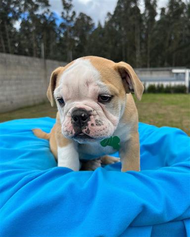 $350 : Cachorrito Bulldog inglés image 4