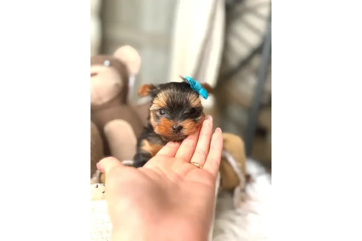 $999 : Yorkie and Morkie puppies image 2