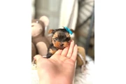 $999 : Yorkie and Morkie puppies thumbnail