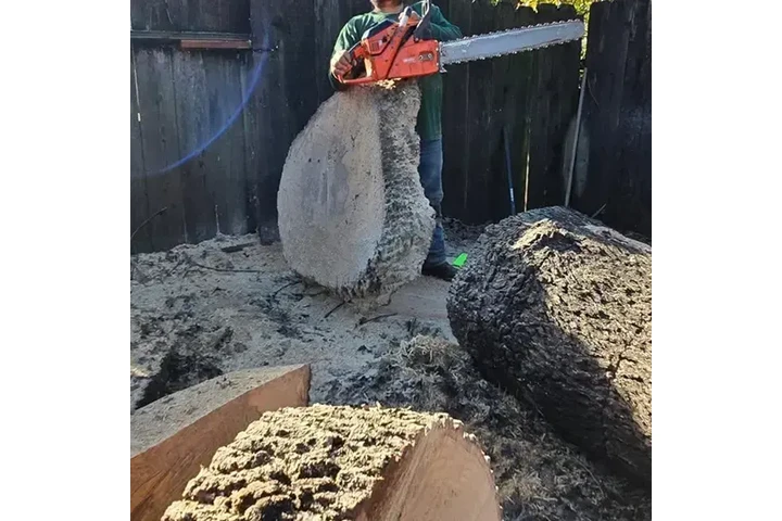 Poda y trimming profesional image 2