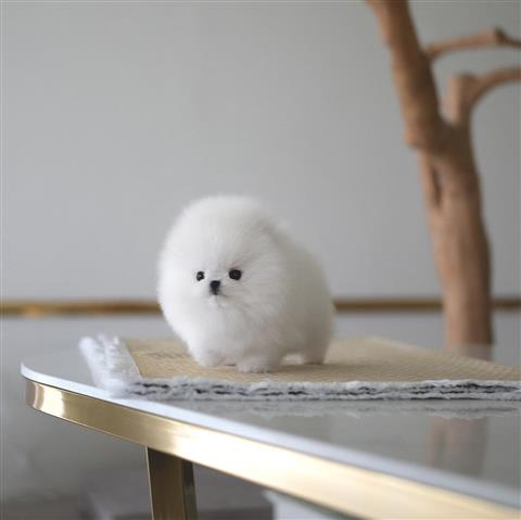 $400 : Mini Teacup Pomeranian puppy image 6