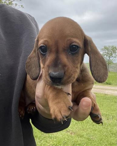 $350 : Sweet dachshund puppy for sale image 2
