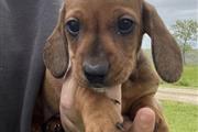 $350 : Sweet dachshund puppy for sale thumbnail