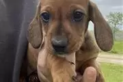 $350 : Sweet dachshund puppy for sale thumbnail