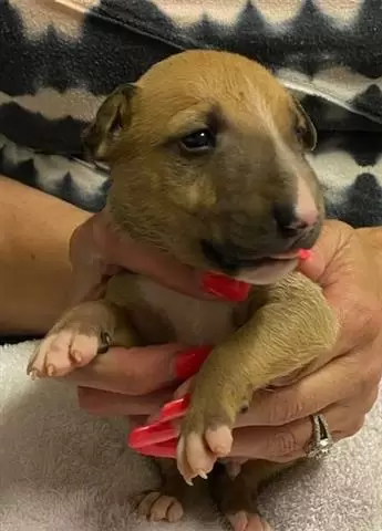 $500 : Bull terrier puppy for sale image 2