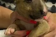 $500 : Bull terrier puppy for sale thumbnail