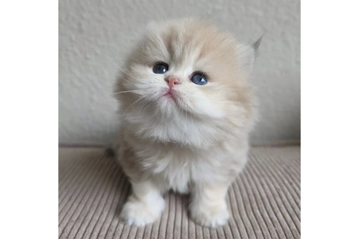$260 : Gatito Persian disponible image 1