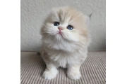Gatito Persian disponible en Charlotte