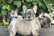 Frenchie Bulldog Puppies Ready thumbnail