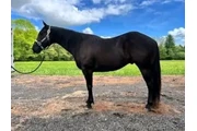 Horse for sale en Oklahoma City