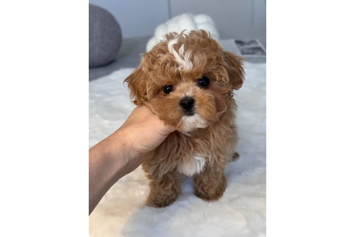 $350 : Male & Female Maltipoo Puppies image 6