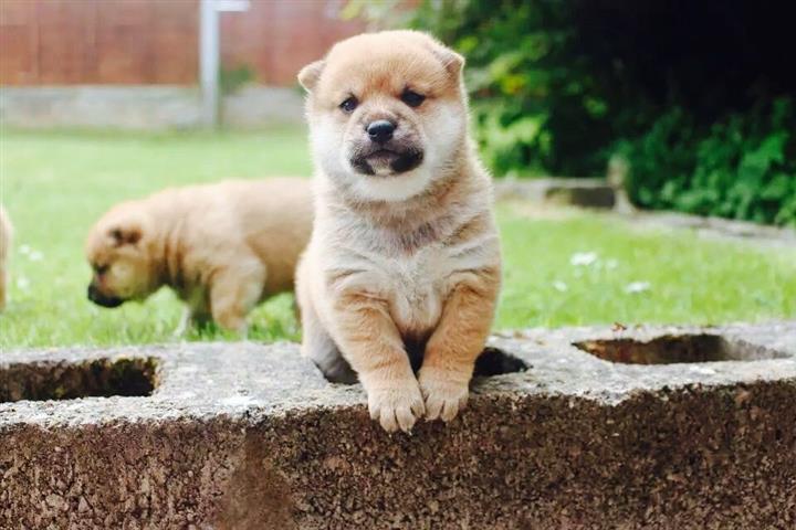$550 : Shiba Inu Puppies Available image 3