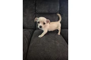 $200 : Poodle terrier mini hembra thumbnail