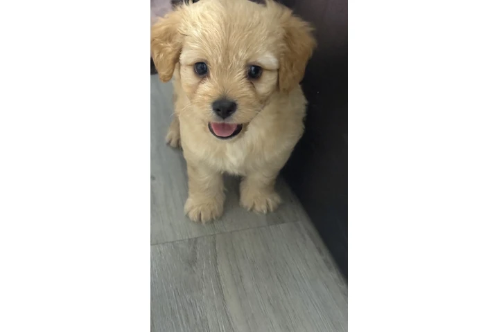 $600 : Pomapoo mix image 1