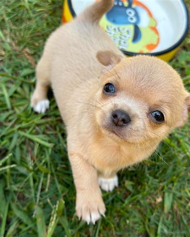 $350 : Cachorros Chihuahua en venta image 1