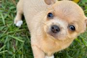 Cachorros Chihuahua en venta en Orlando