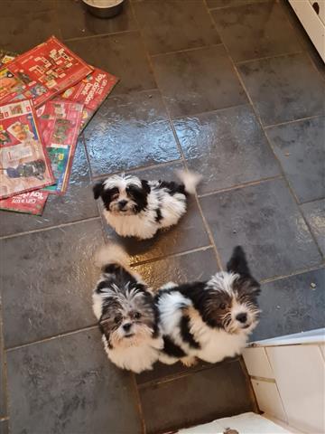 $500 : lovely Shih Tzu Puppies Ready image 1
