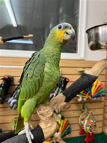 $300 : TONY  PARROTS FOR REHOMING image 1