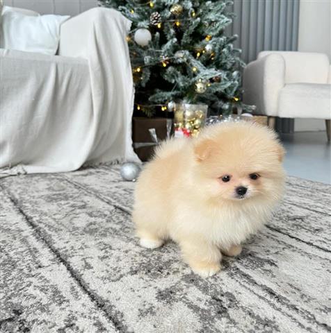 $300 : Pomerania miniatura disponible image 3