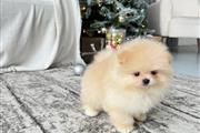 $300 : Pomerania miniatura disponible thumbnail