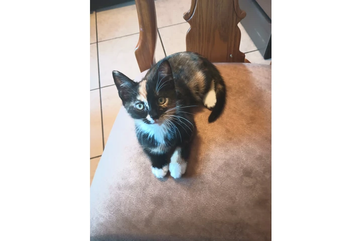 $20 : Gatita en adopción image 3