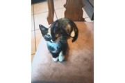 $20 : Gatita en adopción thumbnail
