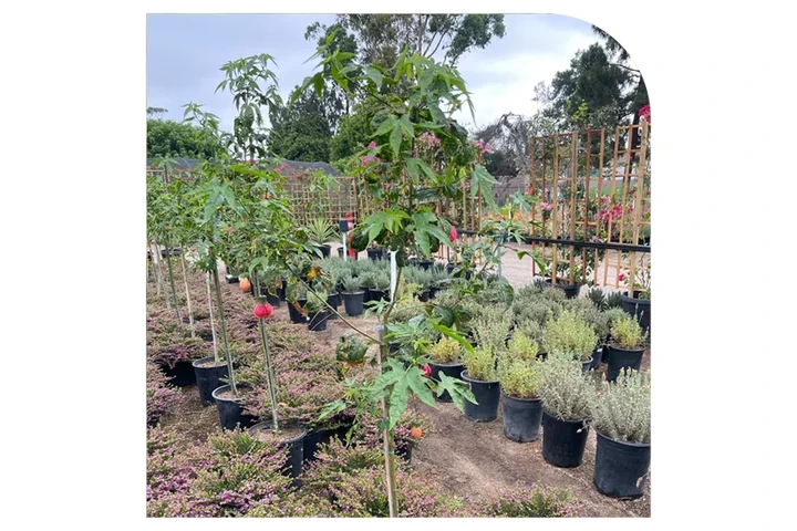 VIVERO image 7