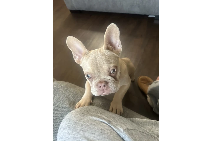 $2500 : Frenchie female image 4