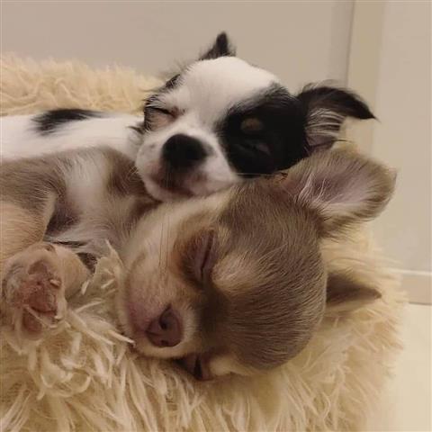 $400 : Chihuahua puppies for sale image 2