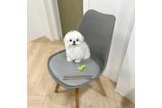 $400 : Pure White Maltese Puppies thumbnail