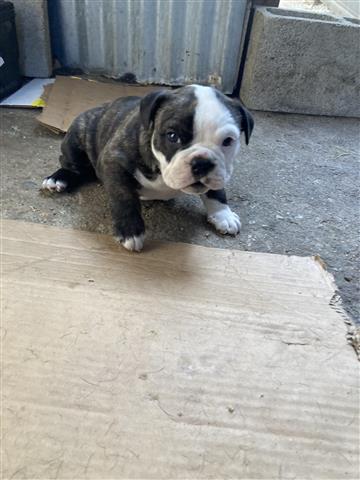 $800 : Inglés Bulldog image 1