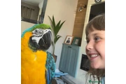 $500 : Guacamayos azules y amarillos thumbnail