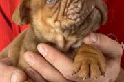 $500 : Cachorros de Bulldog Inglés thumbnail