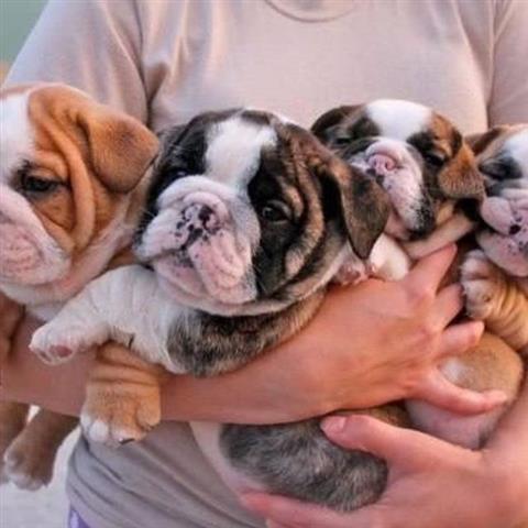 $500 : English Bulldog Puppies image 3