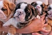 $500 : English Bulldog Puppies thumbnail