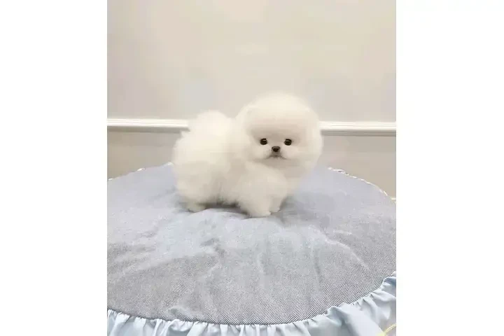 $250 : cachorros de Pomerania  B-) image 2