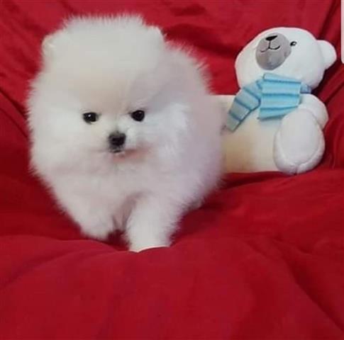 $400 : Pomeranian puppies and french image 1