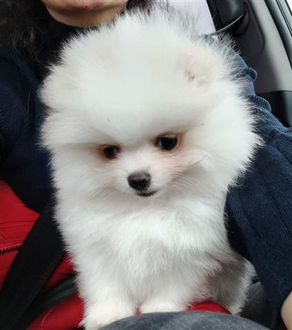 AKC Reg Pom Puppies Available. image 2