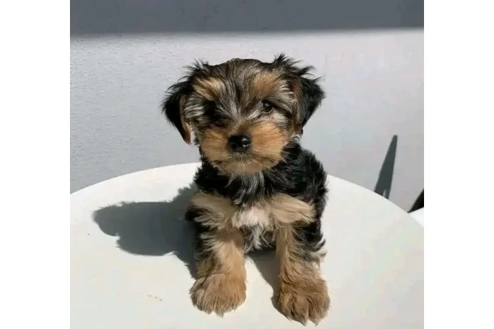 $450 : yorkie puppies image 1