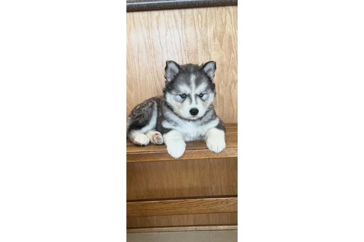 $400 : Siberian Husky Puppies image 2