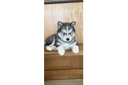 $400 : Siberian Husky Puppies thumbnail