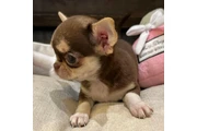 $350 : Chihuahua taza de té thumbnail