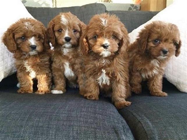 Cavapoo puppies for sale image 1