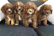 Cavapoo puppies for sale en Tucson