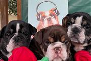 $650 : Cachorros de Bulldog Inglés thumbnail